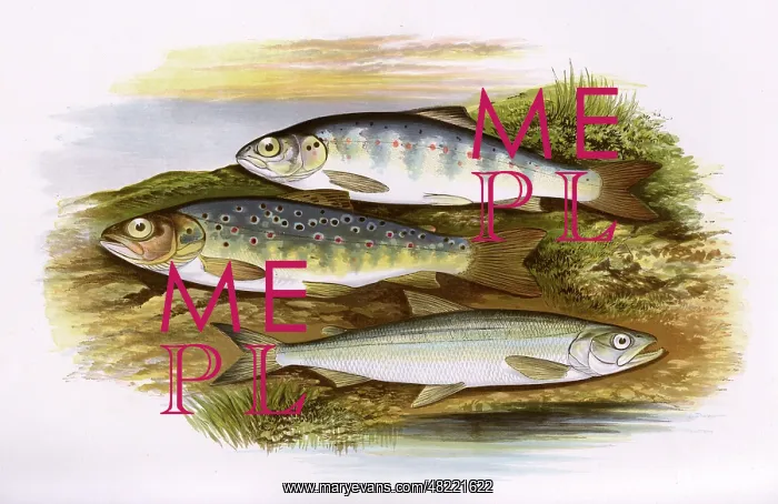 : Young Trout, Salmon Parr, and Smelt : Young Trout, Salmon Parr, and Smelt