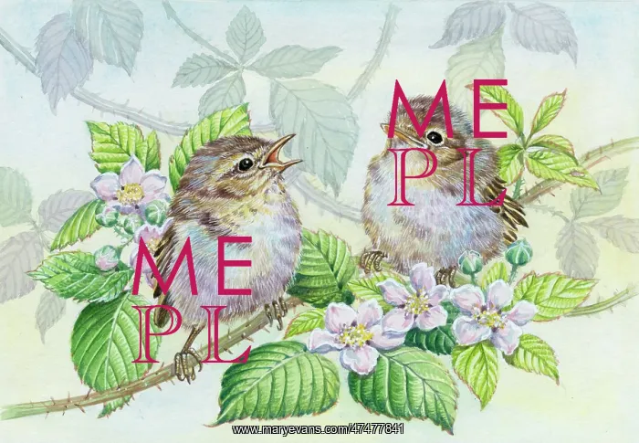  : Young willlow warblers on flowering bramble