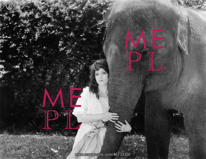 : Young woman hugging the trunk of an elephant : Young woman hugging the trunk of an elephant