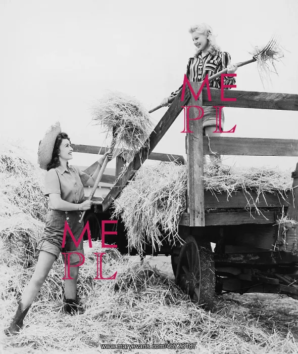 : Young women bucking hay : Young women bucking hay