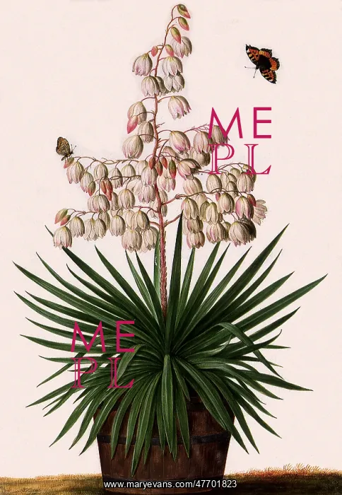  : Yucca Botanical