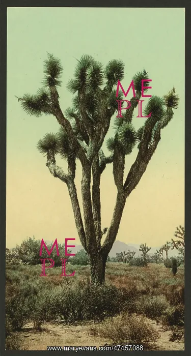 : Yucca cactus at Hesperia, California : Yucca cactus at Hesperia, California
