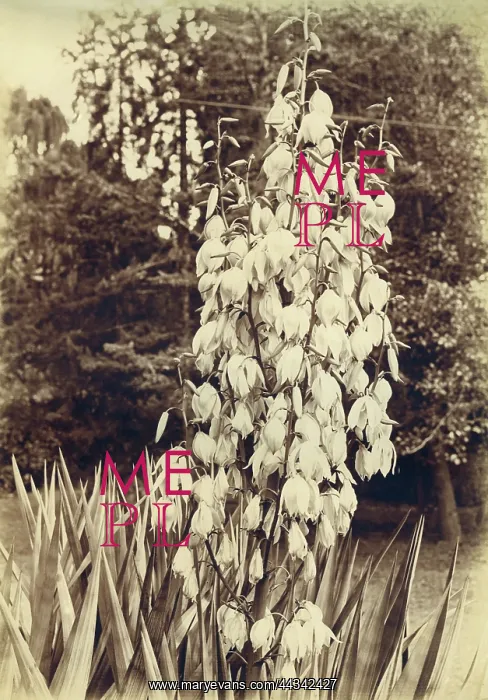 : Yucca filamentosa : Yucca filamentosa