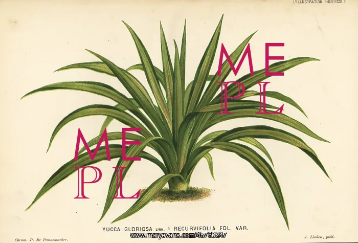 : Yucca gloriosa foliage plant : Yucca gloriosa foliage plant