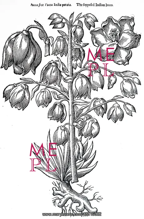 : The Yucca: native of Mexico, Central American : The Yucca: native of Mexico, Central American