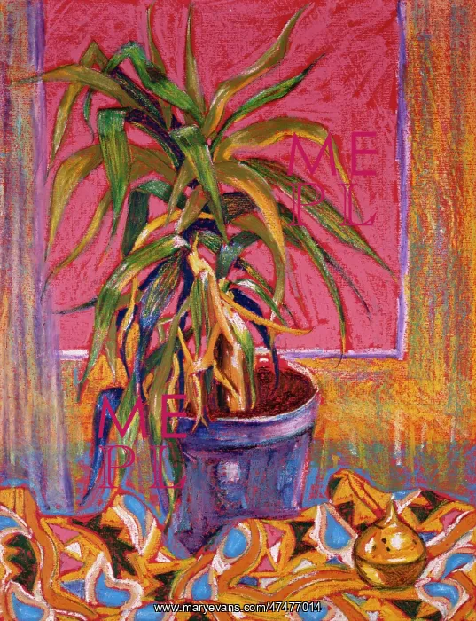  : Yucca Plant ' with pink background