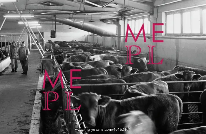 : Yumatovsky livestock complex : Yumatovsky livestock complex