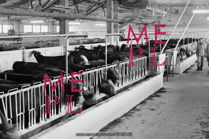  : Yumatovsky livestock complex