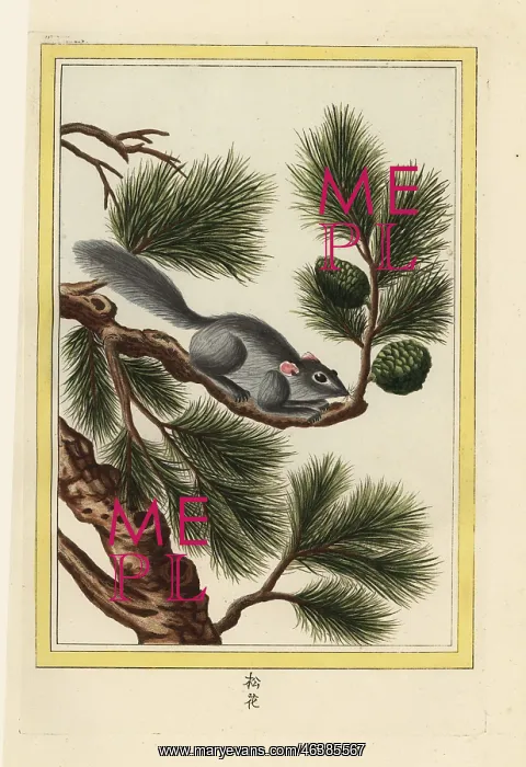 : Yunnan pine, Pinus yunnanensis, with squirrel : Yunnan pine, Pinus yunnanensis, with squirrel