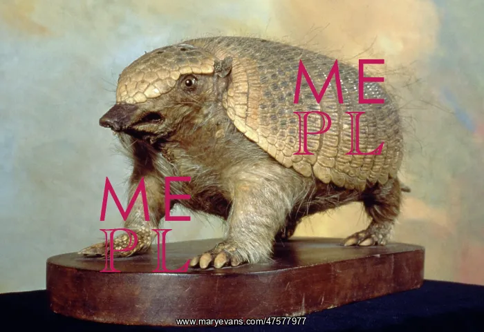 : Zaedyus pichiy, pichi armadillo : Zaedyus pichiy, pichi armadillo