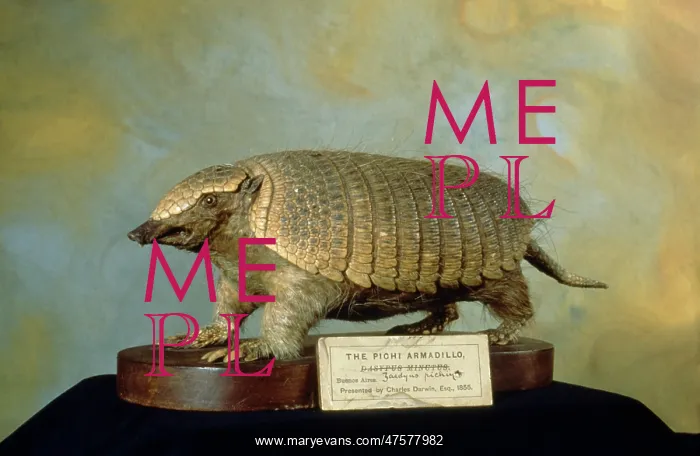 : Zaedyus pichiy, pichi armadillo : Zaedyus pichiy, pichi armadillo