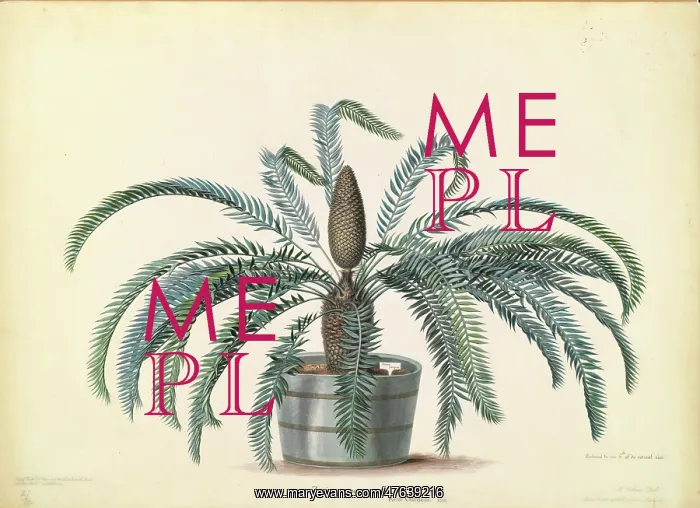 : Zamia pungens : Zamia pungens