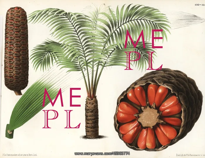 : Zamia roezlii : Zamia roezlii