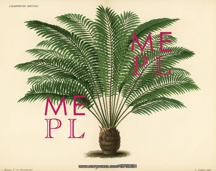 : Zamia tonkinensis : Zamia tonkinensis