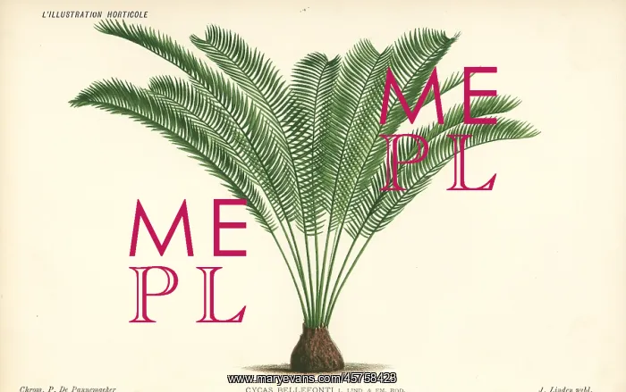 : Zamia tonkinensis palm tree : Zamia tonkinensis palm tree