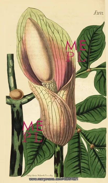 : Zaminkand, Amorphophallus bulbifer : Zaminkand, Amorphophallus bulbifer