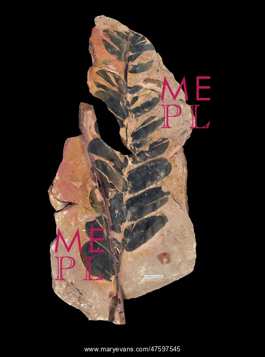 : Zamites carruthersii : Zamites carruthersii