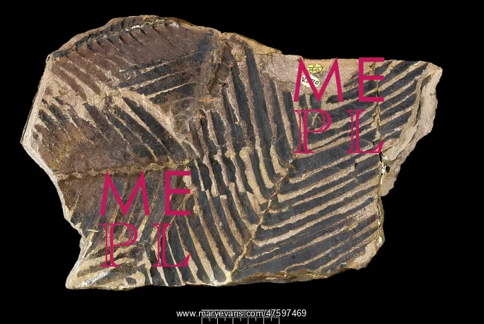 : Zamites gigas : Zamites gigas