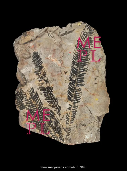 : Zamites gigas : Zamites gigas