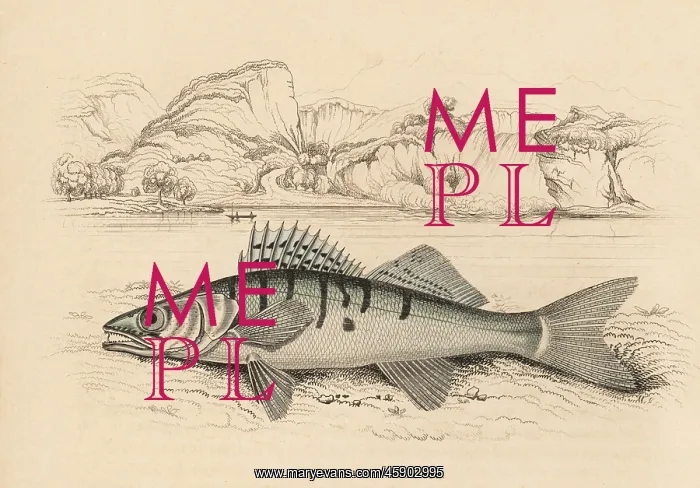 : Zander or pike-perch, Sander lucioperca : Zander or pike-perch, Sander lucioperca