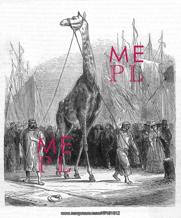 : Zarafa the Giraffe - 1826 : Zarafa the Giraffe - 1826