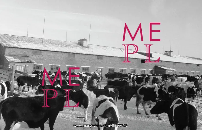 : Zarya stud-collective farm of the Zhukovsky District : Zarya stud-collective farm of the Zhukovsky District