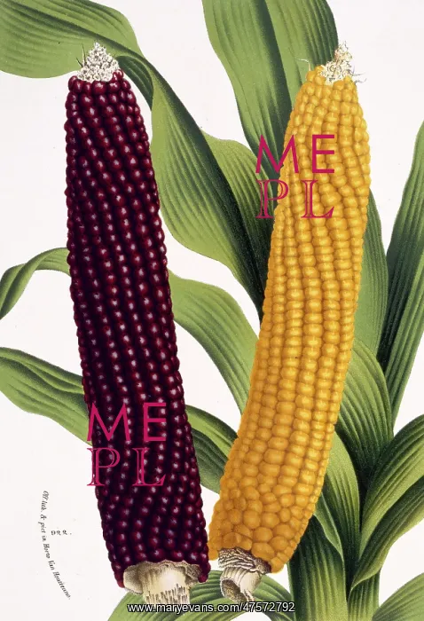 : Zea mais, maize : Zea mais, maize