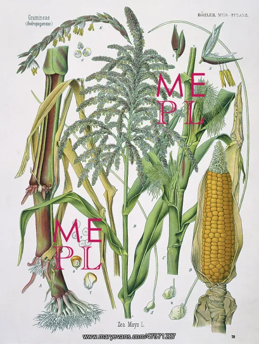 : Zea mays, corn : Zea mays, corn