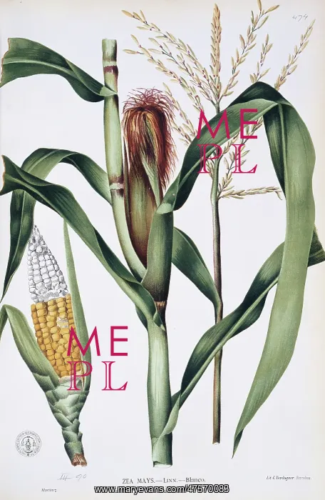 : Zea mays L. corn : Zea mays L. corn