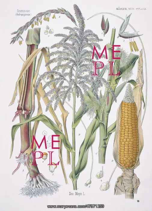 : Zea mays, maize : Zea mays, maize