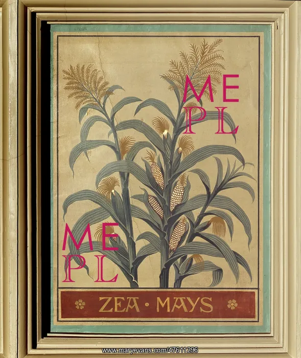 : Zea mays, maize : Zea mays, maize