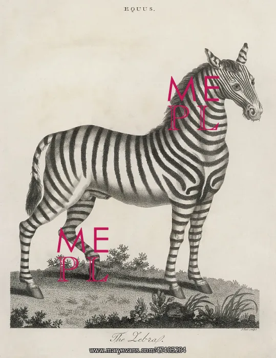 : Zebra 1803