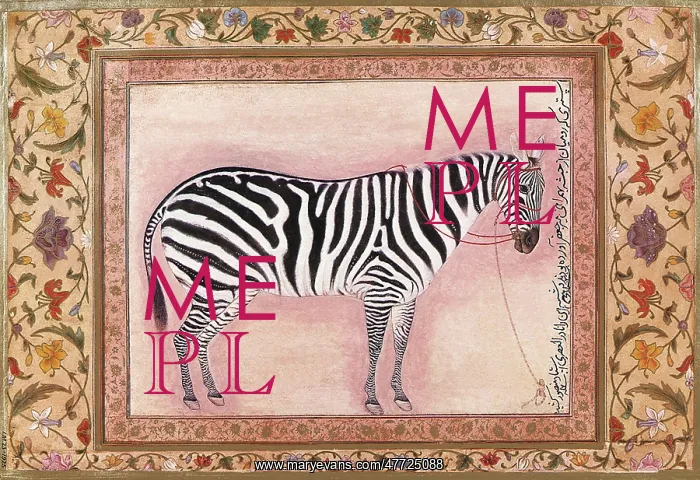 : Zebra