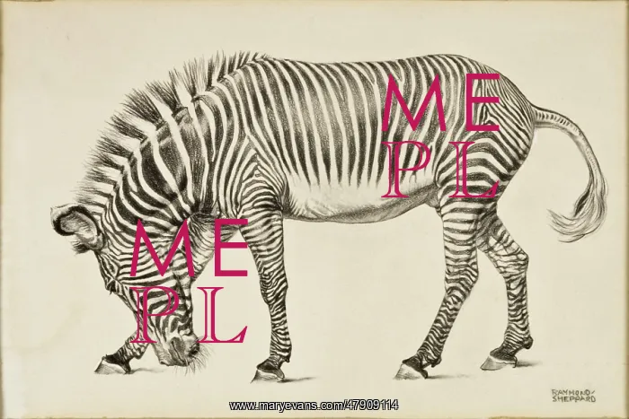  : A Zebra. A highly-detailed pencil drawing of a Zebra by Raymond Sheppard