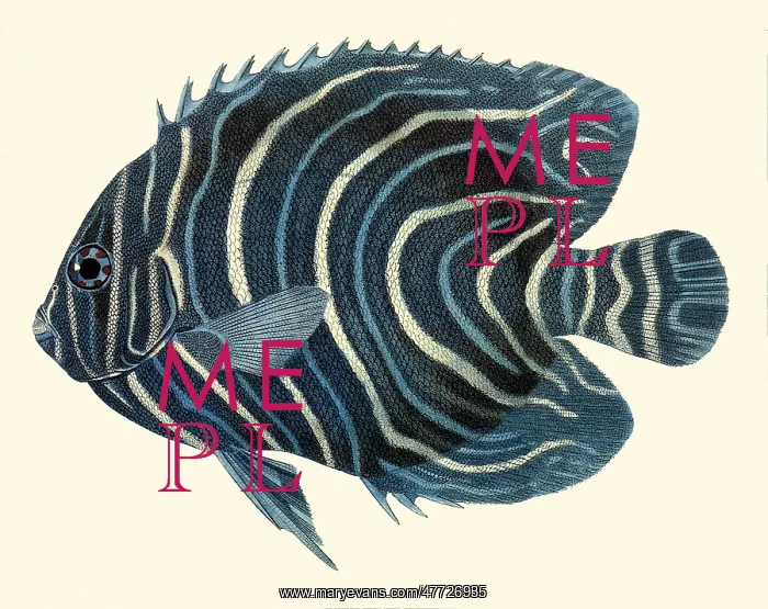  : Zebra Angelfish, Pomacanthus semicirculatus