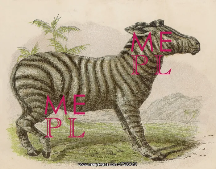 : Zebra (Brittan)