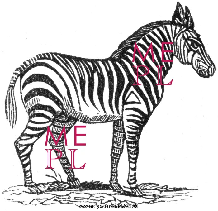 : Zebra, c. 1800 : Zebra, c. 1800
