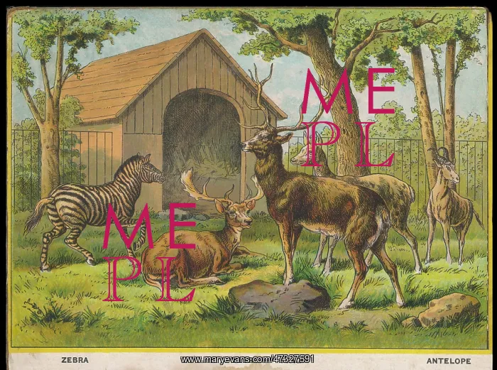 : ZEBRA DEER AND STAG : ZEBRA DEER AND STAG