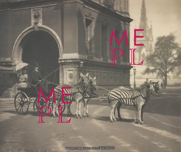 : Zebra-drawn trap of Lord Walter Rothschild : Zebra-drawn trap of Lord Walter Rothschild