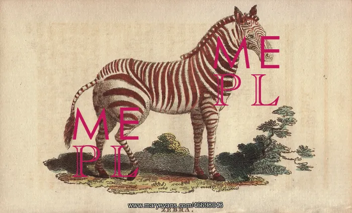 : Zebra, Equus quagga : Zebra, Equus quagga