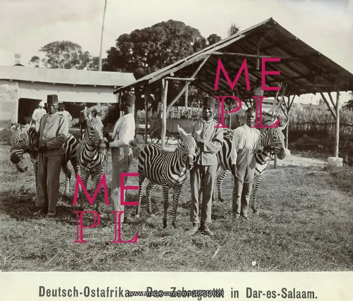 : Zebra farm in Dar es Salaam, 1904 : Zebra farm in Dar es Salaam, 1904