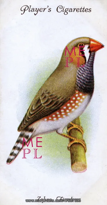  : Zebra Finch