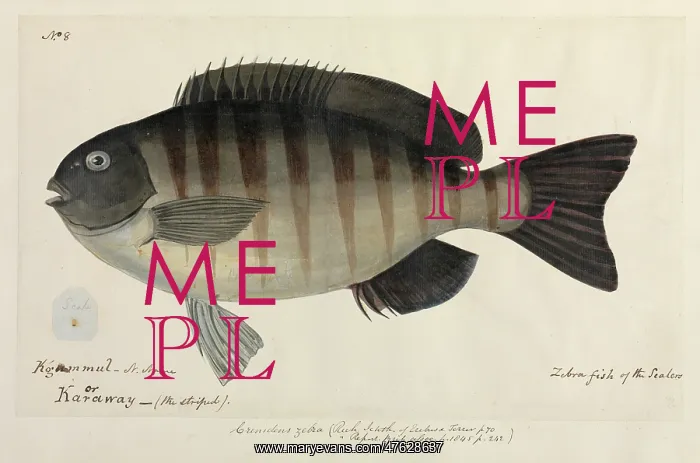 : Zebra fish illustration : Zebra fish illustration
