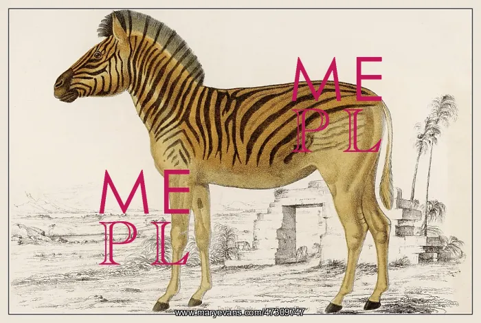  : ZEBRA ILLUSTRATION