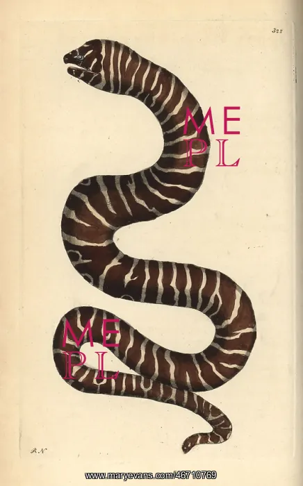 : Zebra moray eel, Gymnomuraena zebra : Zebra moray eel, Gymnomuraena zebra