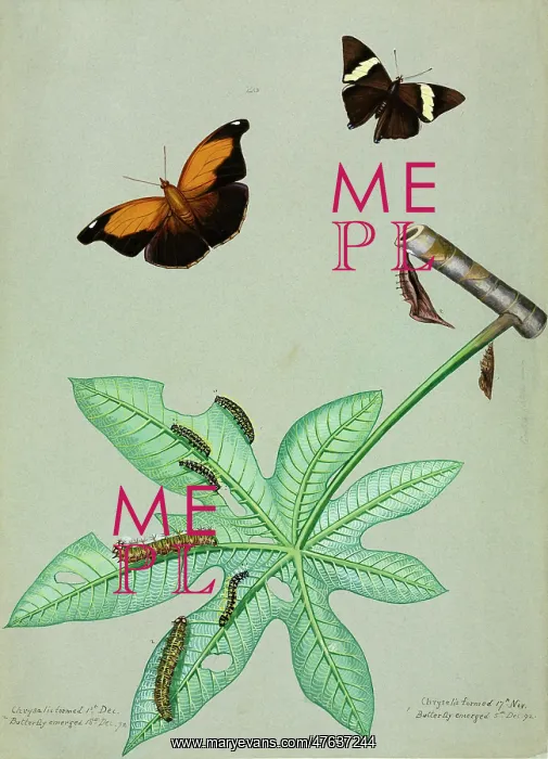 : Zebra Mosaic and Stinky Leafwing, caterpillars : Zebra Mosaic and Stinky Leafwing, caterpillars