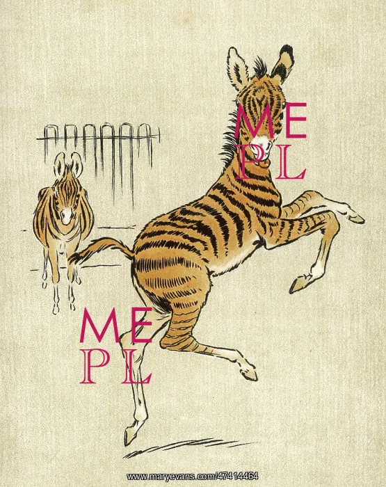 : ZEBRA MOTHER AND YOUNG : ZEBRA MOTHER AND YOUNG