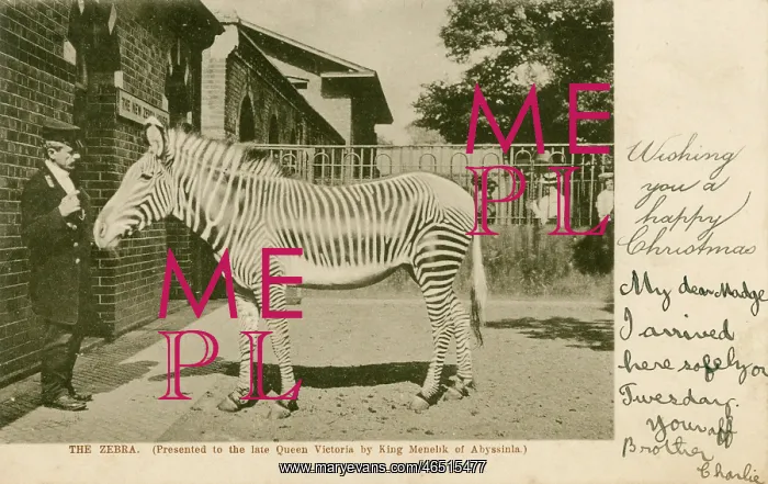  : A Zebra - presented to Queen Victoria