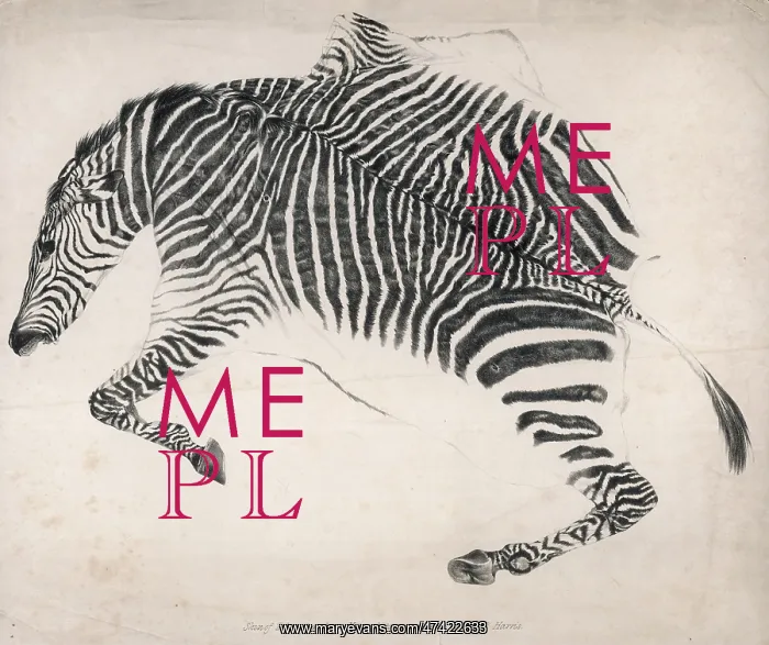 : Zebra skin : Zebra skin