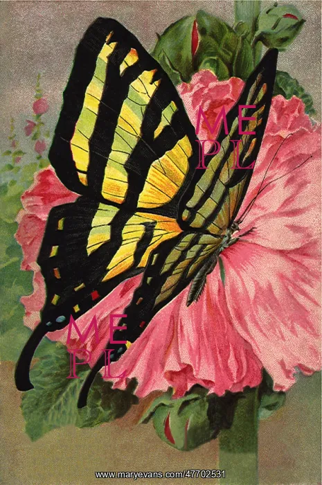 : Zebra Swallowtail : Zebra Swallowtail
